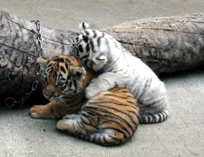 http://www.blogodisea.com/wp-content/uploads/2009/12/animales-cachorros-tigre.jpg