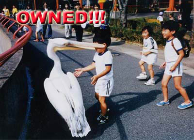 http://www.blogodisea.com/wp-content/uploads/2010/05/owned-pelicano.jpg
