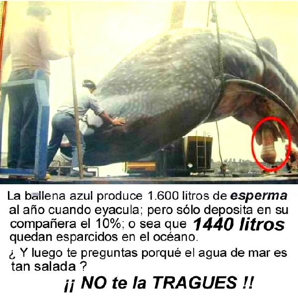 imagen-ballena