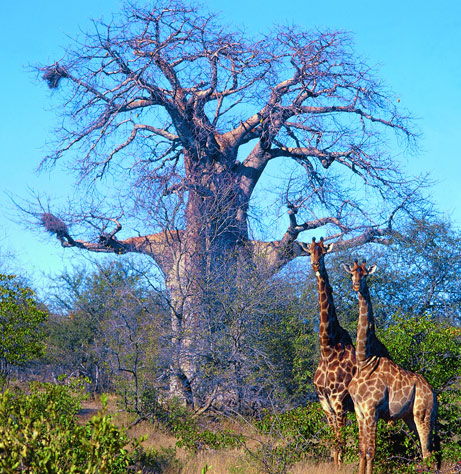 giraffe-baobab