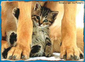 amor-animal-gato-perro