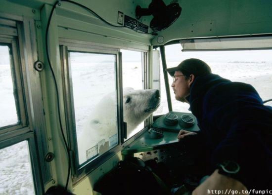 amor-animal-oso-hombre