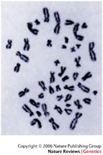 chimpance genes cromosomas