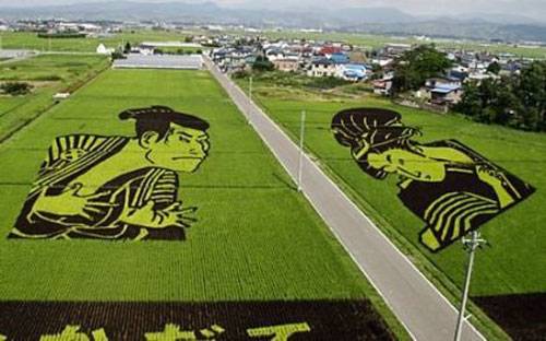campos-arroz-dibujos-arte-inakadate