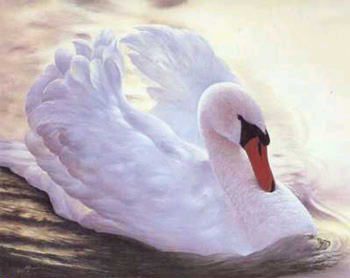 cisne swan