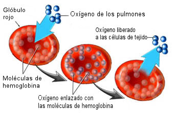 sangre-hemoglobina-oxigeno-hierro