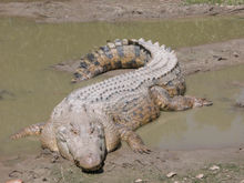 vertebrados-saltwater-crocodile-cocodrilo