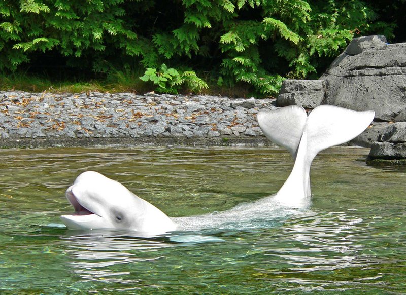 beluga delphinapteru superficie