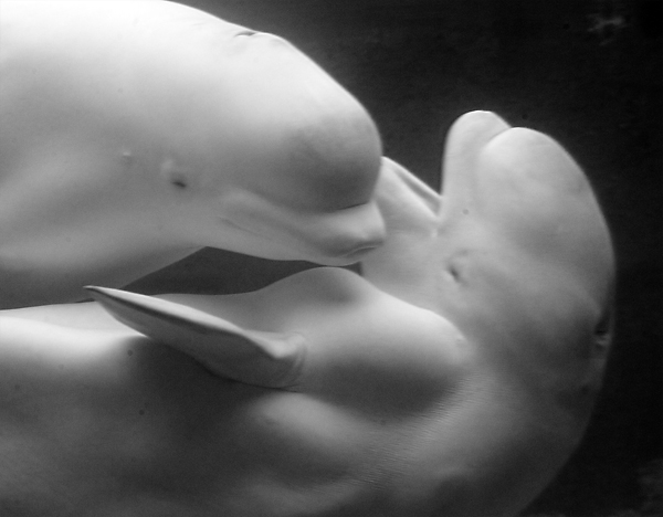 beluga-whale-cria-bebe-pequena