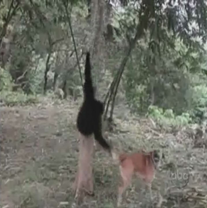 monos capullos humor videos