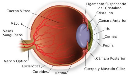 anatomia_grafico partes_ojo