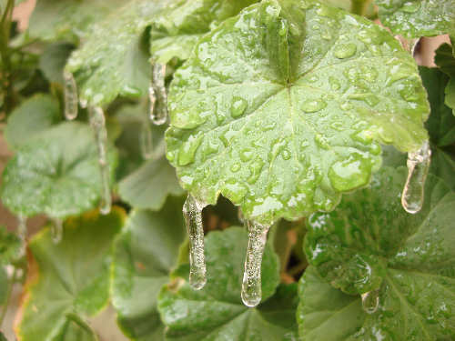 helada-hielo-hoja-rocio