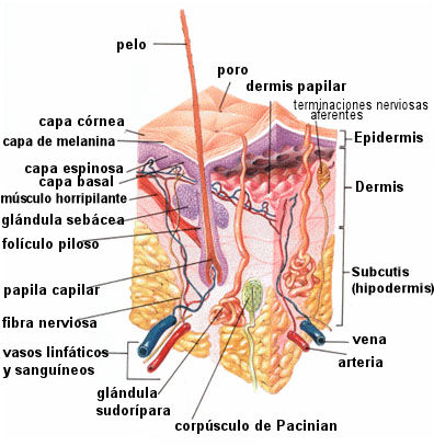 capa piel estructura dermis epidermis