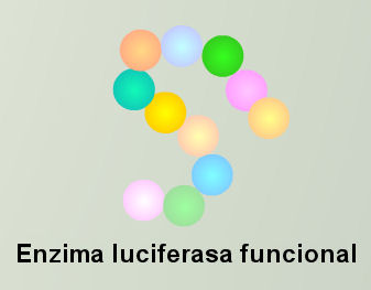 enzima luciferasa funcional