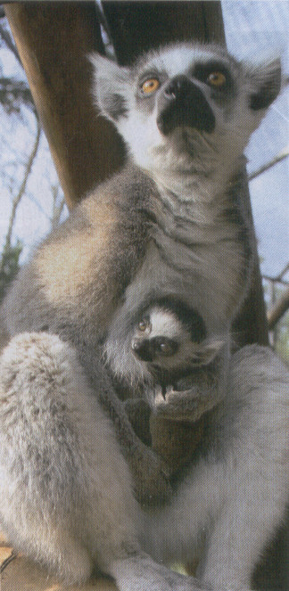 lemur catta cria