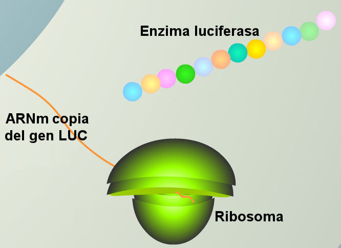 luciernaga-luz-mARN-luc-gen-ribosoma-luciferasa