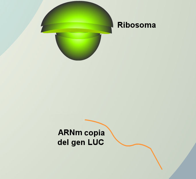 luciernaga-luz-mARN-luc-gen-ribosoma