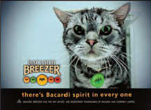 bacardi-breezer-gato