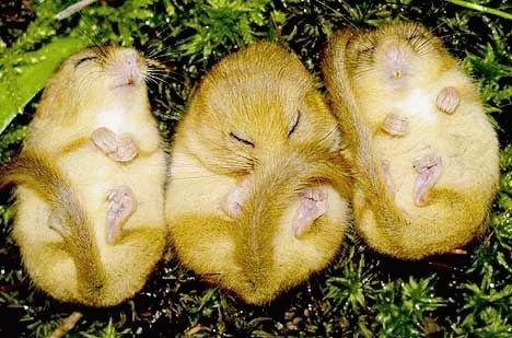animales-bonitos-hamsters
