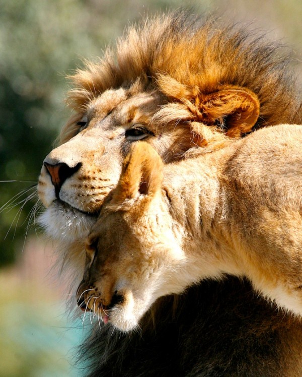 animales-bonitos-leon-leona