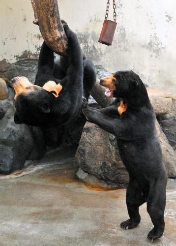animales-bonitos-osos negros