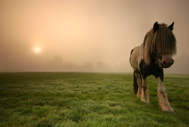 naturaleza-bella-pony-prado