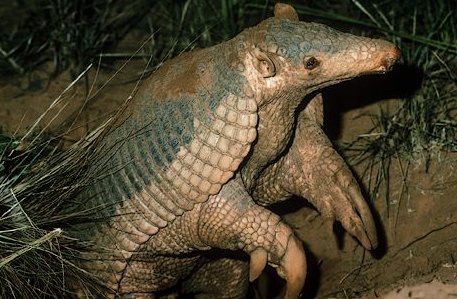 Priodontes giganteus armadillo gigante