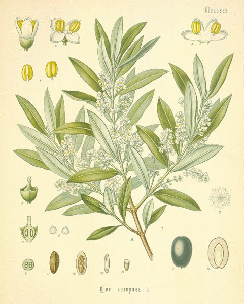 oliva aceituna Olea Europaea