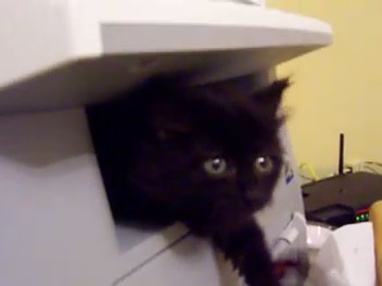 gatos impresoras cats printers 1
