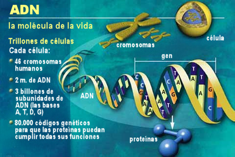 adn esquema genes cromosomas proteinas gen