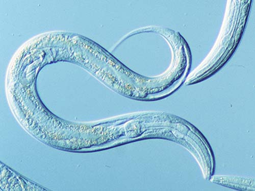 caenorhabditis elegans gusano worm