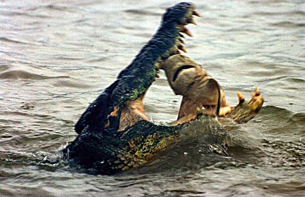 cocodrilo comiendo tiburon