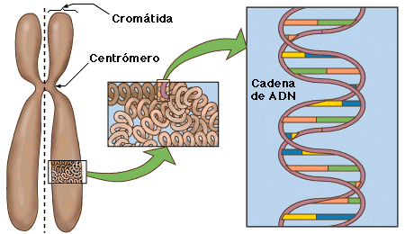 cromosoma cadena adn centromero cromatida