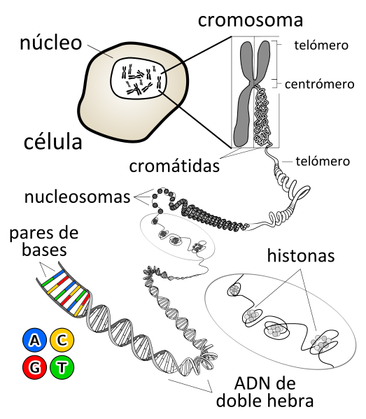cromosomas esquema celula genes adn pares bases