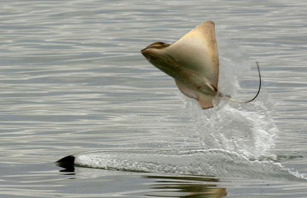 orca persiguiendo raya nueva zelanda