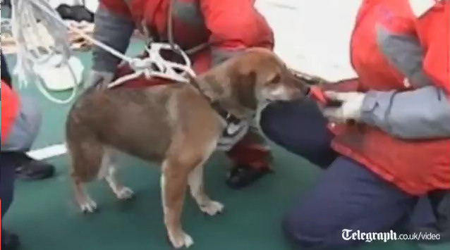 perro tsunami japon 21 dias mar rescate