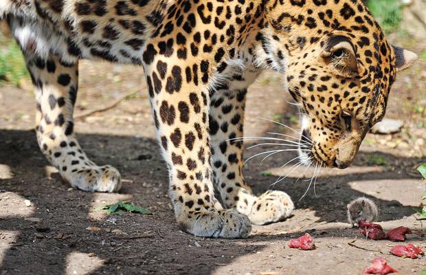 raton leopardo robando comida