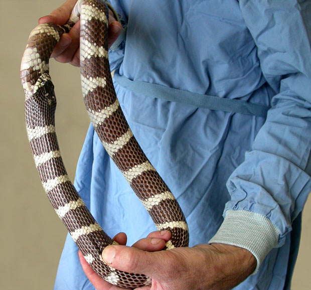 serpiente mordio propia cola