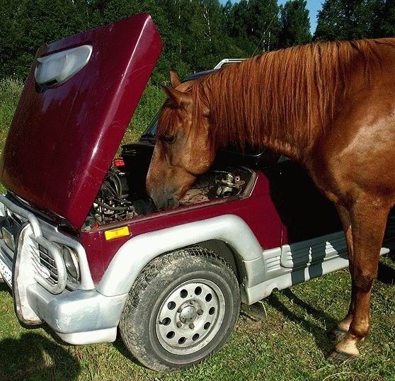 animales-graciosos-caballo-mecanico