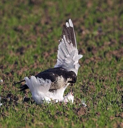 pajaro atacando vuelo