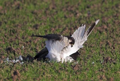 pajaro atacando vuelo