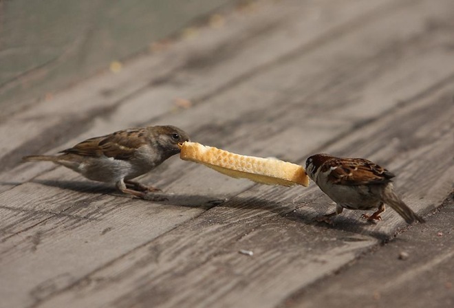 imagenes fotografias pajaros aves 14