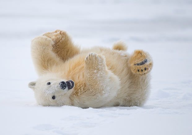 osos polares humor imagenes hielo 27