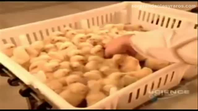 cria masiva pollos fabrica 17