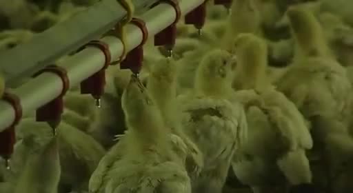 pollos pollitos fabrica denuncia crianza 33