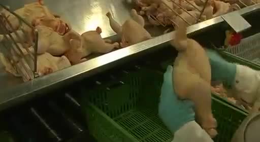 pollos pollitos fabrica denuncia crianza 49