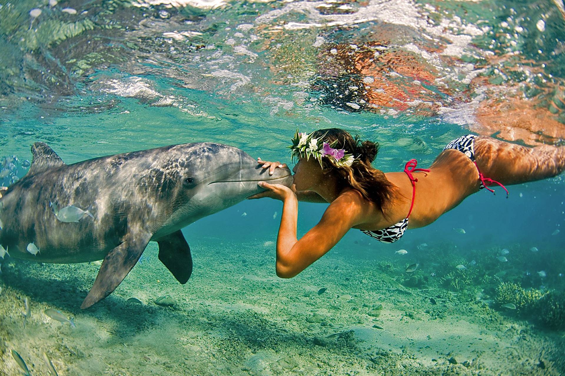 Chica besando delfin costas bali