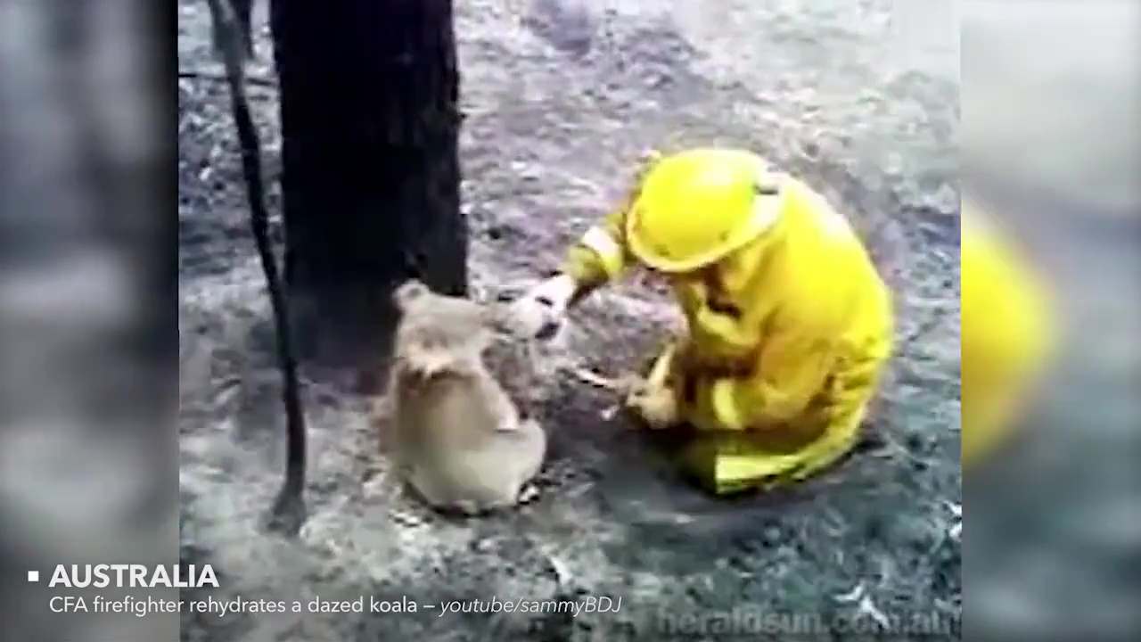 animales rescatados koala