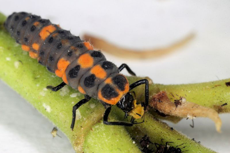 larva mariquita