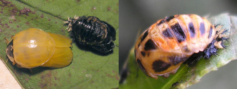 mariquita larva a adulta